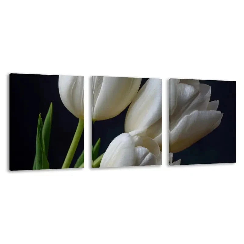 3pcs White Tulips Isolated on Black Background Wall Art Set Canvas Framed 50x70cm - High Quality Print 100% Australian Made Wall Canvas Ready to Hang - Bella Home Decor