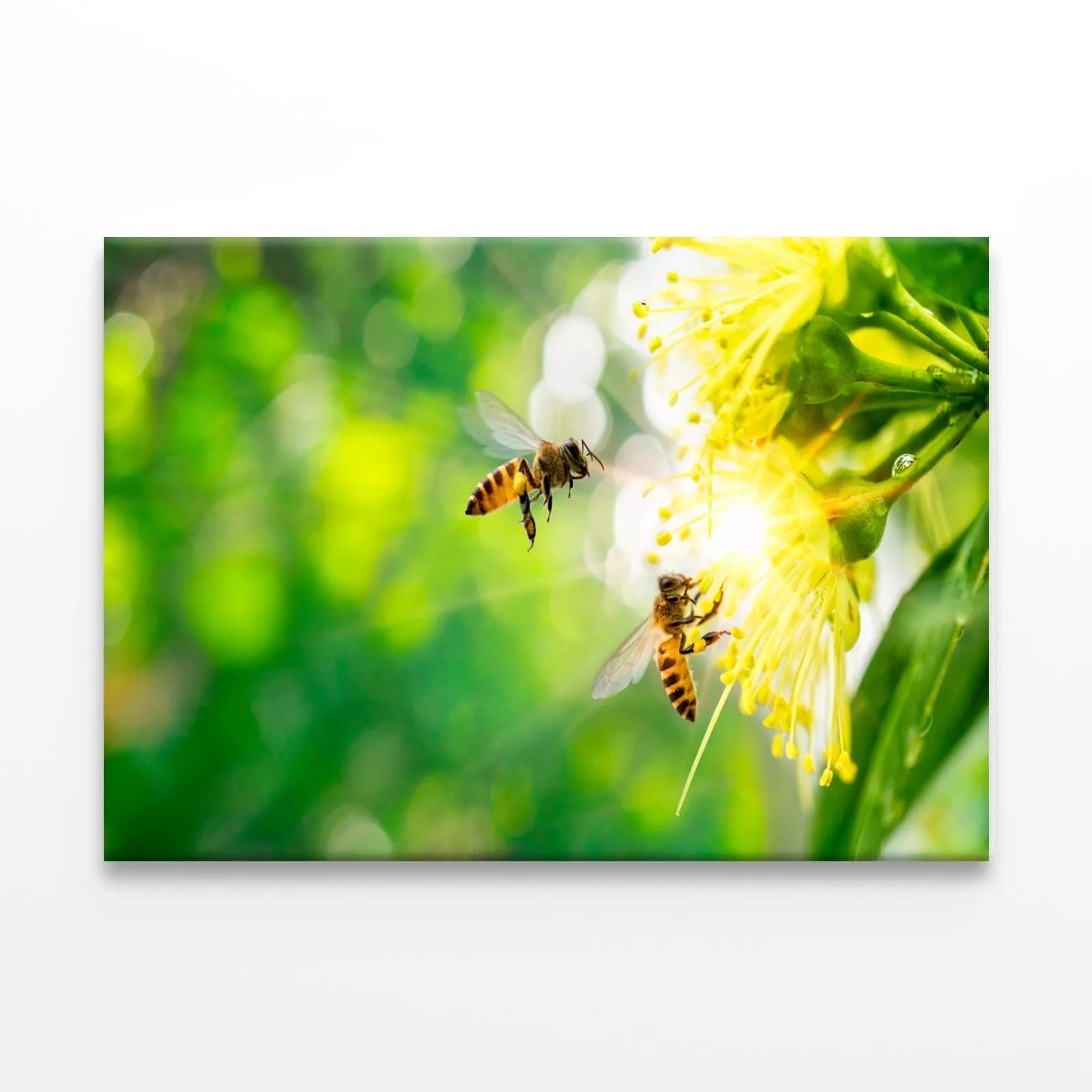 Bee Collecting Pollen In Flower Wall Art Decor 100% Australian Made - Bella Home Decor