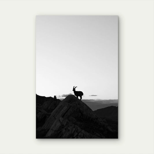 Black and White Mountain Goat Silhouette Photography 40x60cm Metal Print Ready to Hang