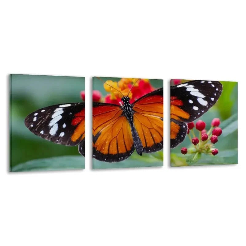 3pcs Danaus chrysippus Butterfly Decor  Wall Art Set Canvas Framed 50x70cm - High Quality Print 100% Australian Made Wall Canvas Ready to Hang - Bella Home Decor