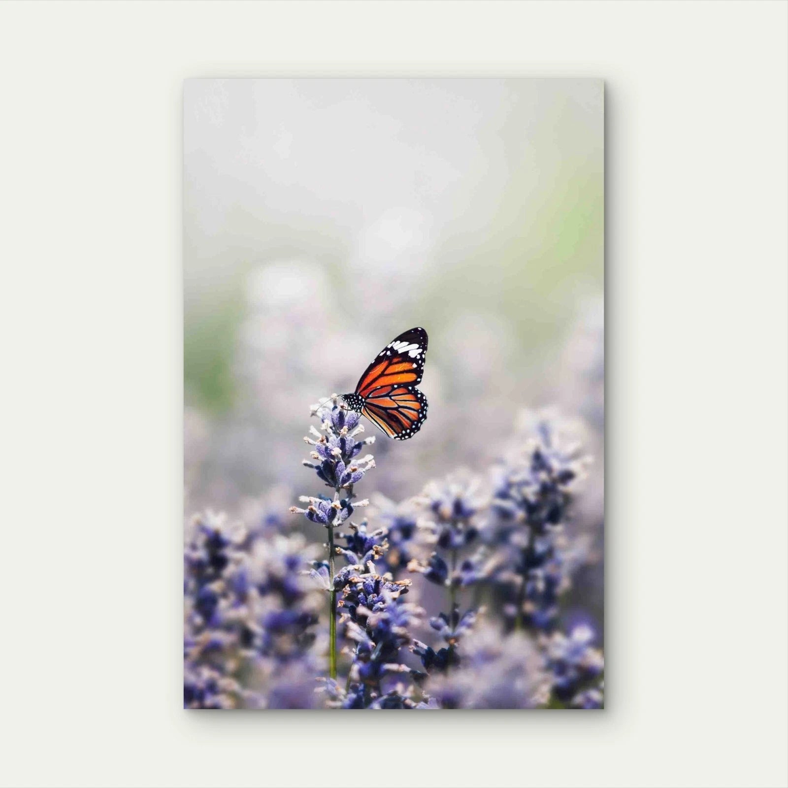 Close Up Image Of A Butterfly 40x60cm Metal Print Ready to Hang