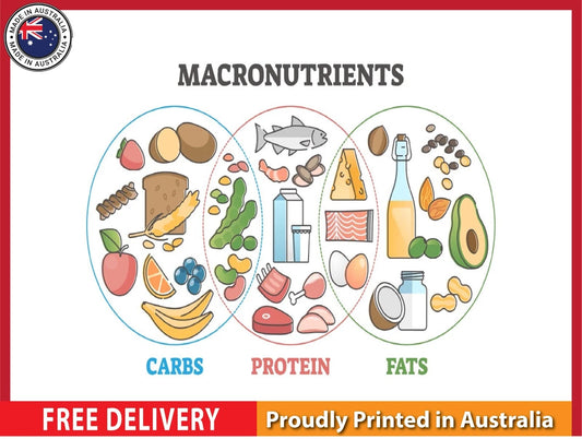NEW (LAMINATED) Fruits & Animals (61X91CM) SCIENCE CHART PICTURE PRINT