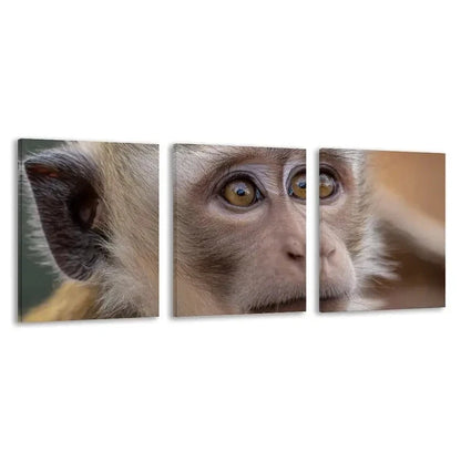 3pcs The Intense Stare Of The Monkey   Wall Art Set Canvas Framed 60x90cm - High Quality Print 100% Australian Made Wall Canvas Ready to Hang - Bella Home Decor