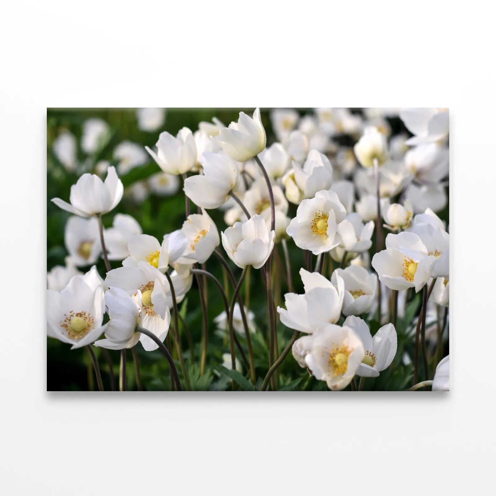 Beautiful White Spring Flowers  Wall Art Decor 100% Australian Made - Bella Home Decor