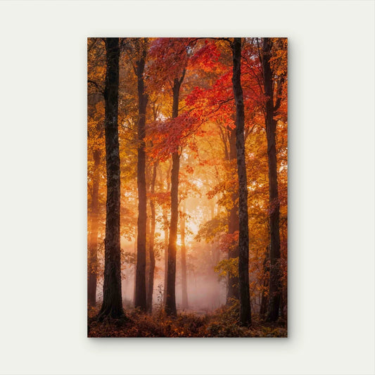 Autumnal Forest Scene 40x60cm Metal Print Ready to Hang