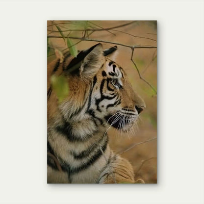 Majestic Tiger 60x90cm Metal Print Ready to Hang