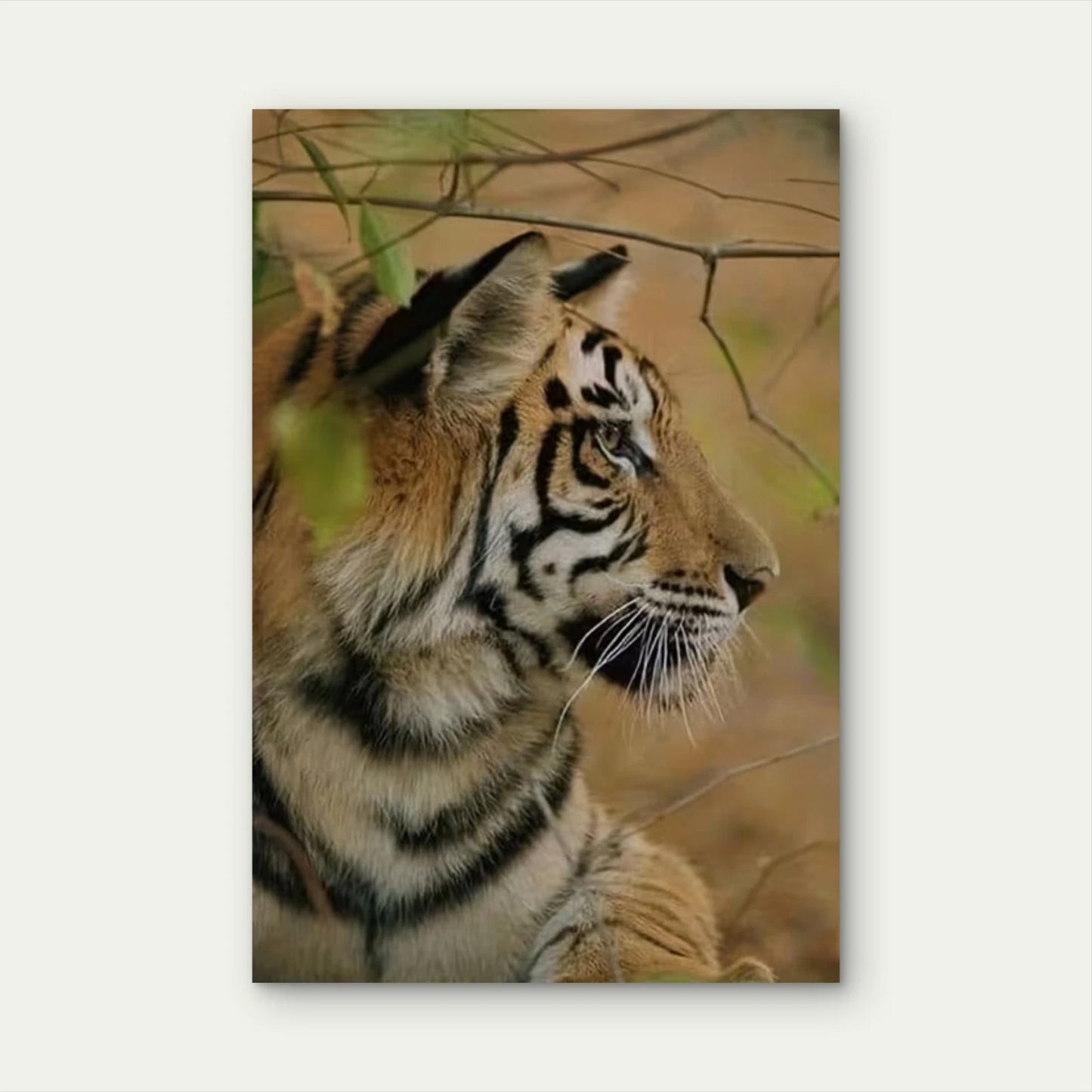 Majestic Tiger Metal Print Ready to Hang