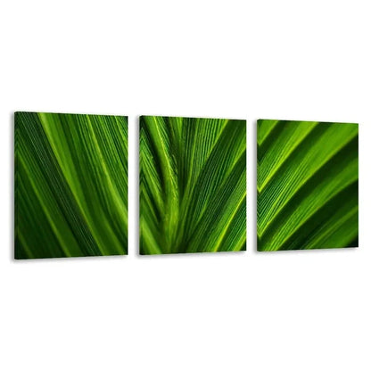 3pcs Vibrant Green Texture on a Palm Leaf   Wall Art Set Canvas Framed 50x70cm - High Quality Print 100% Australian Made Wall Canvas Ready to Hang