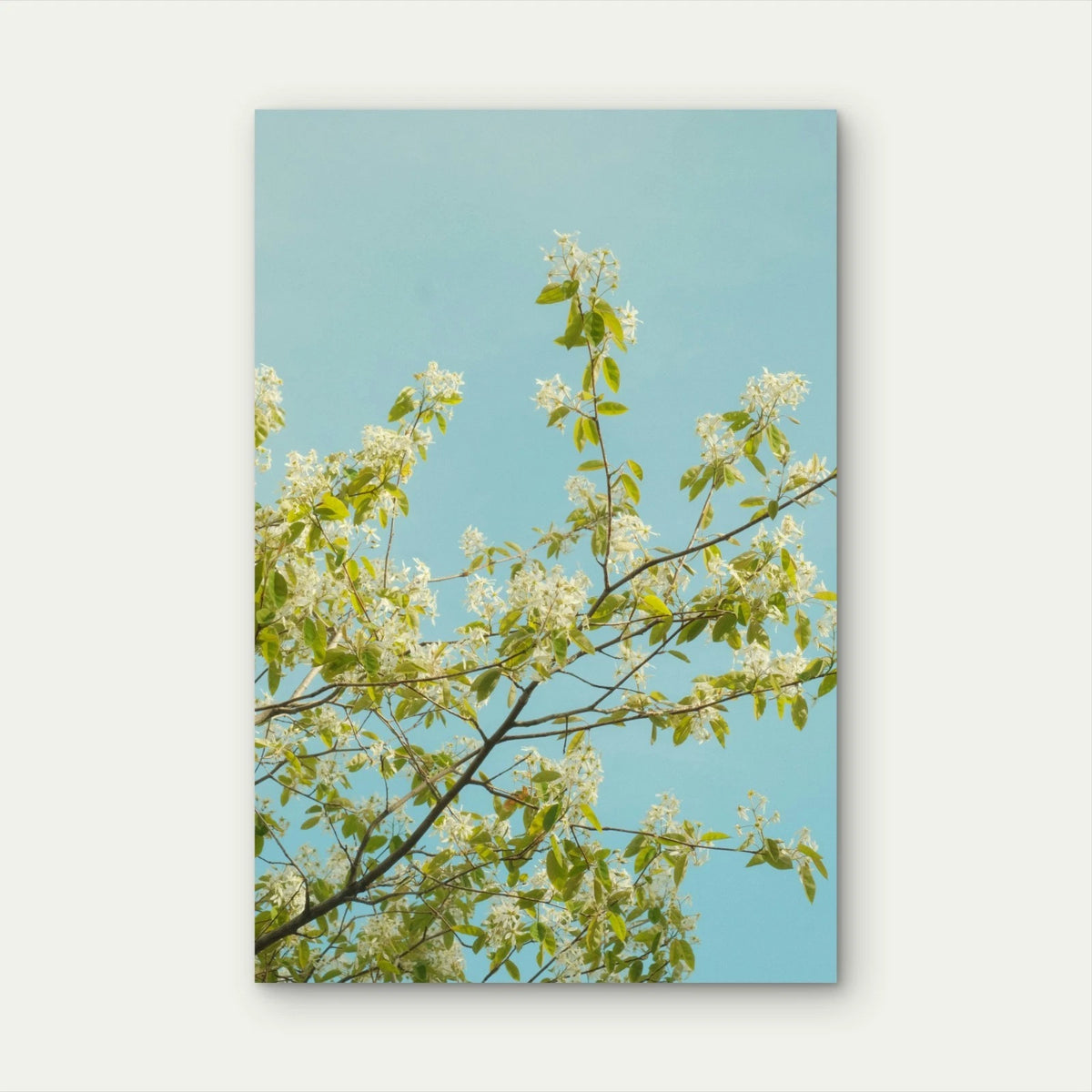 Spring Blossom Tree Branches Against Clear Blue Sky 40x60cm Metal Print Ready to Hang