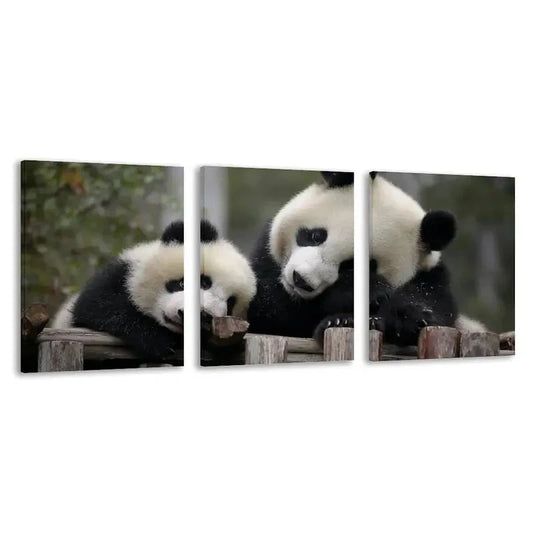 3pcs A Mother Panda and Her Cub Play Wall Art Set Canvas Framed 40x60cm - High Quality Print 100% Australian Made Wall Canvas Ready to Hang