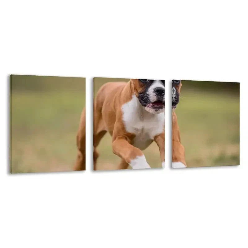 3pcs Brown & White Boxer Puppy on Grass Running  Wall Art Set Canvas Framed 40x60cm - High Quality Print 100% Australian Made Wall Canvas Ready to Hang - Bella Home Decor