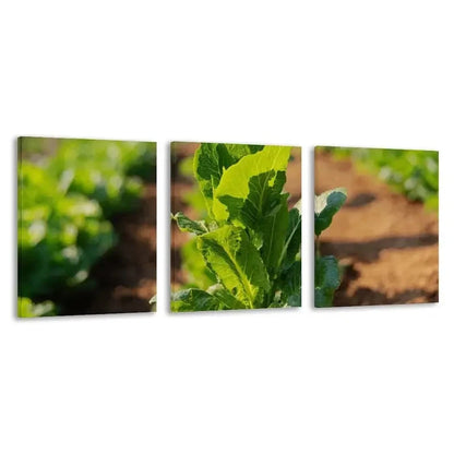 3pcs The Fresh Green Lettuce Growing   Wall Art Set Canvas Framed 50x70cm - High Quality Print 100% Australian Made Wall Canvas Ready to Hang