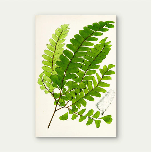 Vintage Botanical Ferns and Butterfly Classic 40x60cm Metal Print Ready to Hang