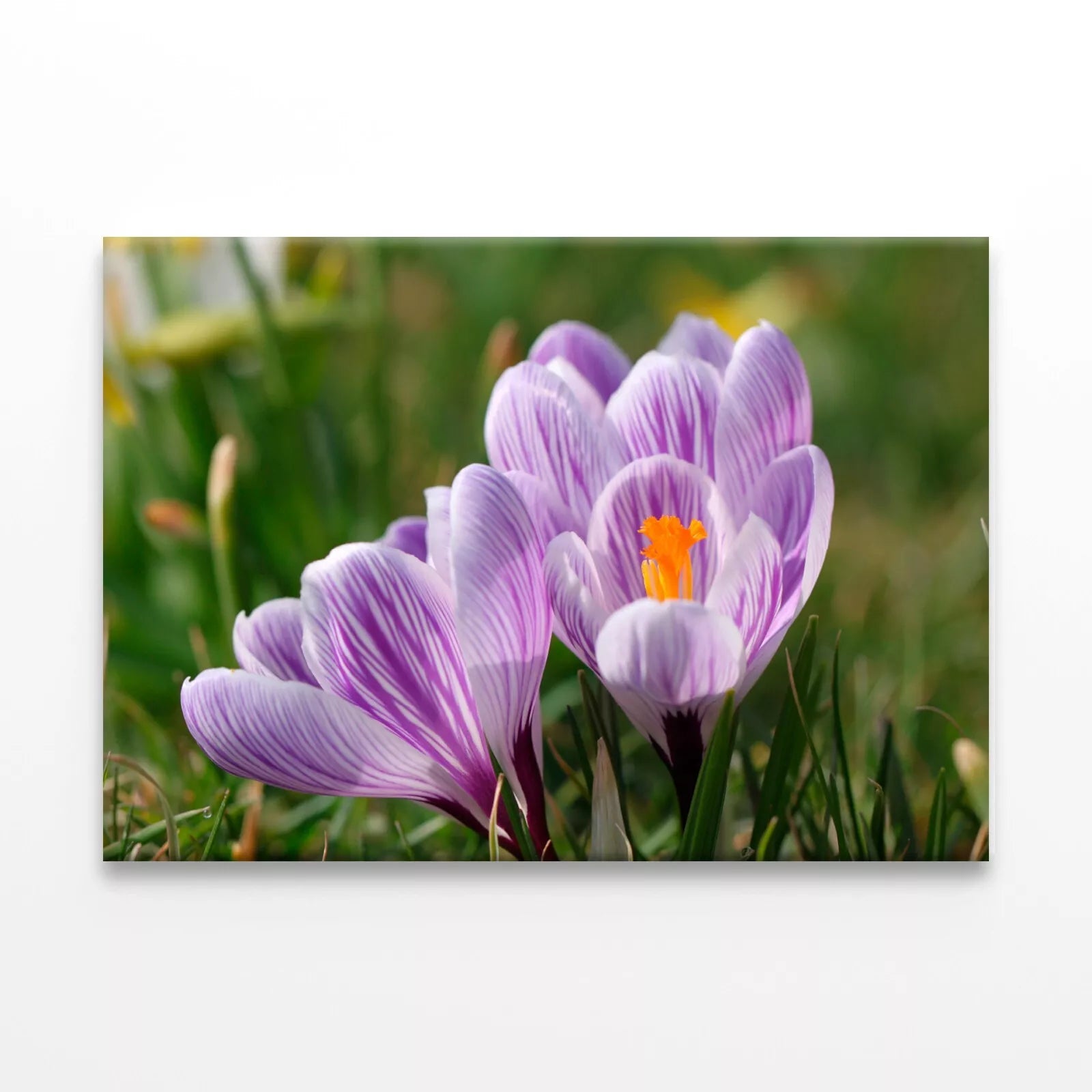 Spring Growing Flowers And Nature Wall Art Decor 100% Australian Made - Bella Home Decor