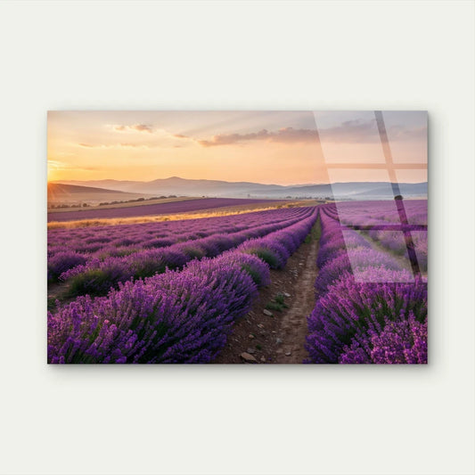 Serene Purple Lavender Field Sunrise Acrylic Glass Printing Wall Art Australian Made Quality