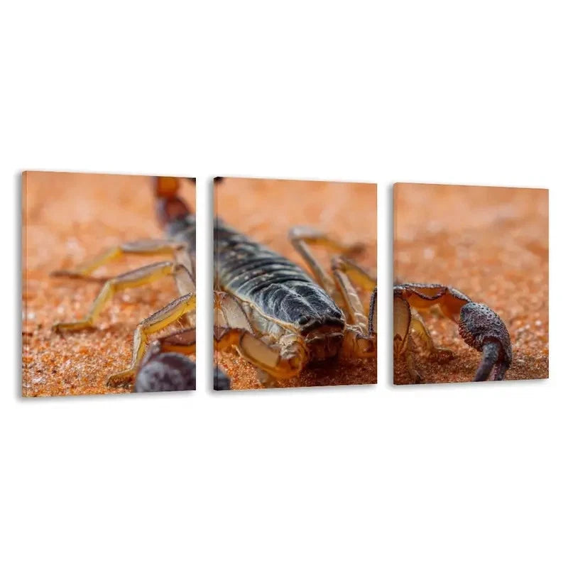 3pcs Scorpion on Orange Carpet Decoration   Wall Art Set Canvas Framed 50x70cm - High Quality Print 100% Australian Made Wall Canvas Ready to Hang