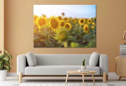 Sunflowers Against the sky   Wall Art Decor 100% Australian Made - Bella Home Decor