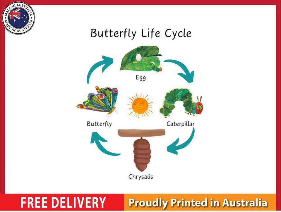 NEW (LAMINATED) BUTTERFLY LIFE CYCLE (61X91CM) EDUCATIONAL CHART PICTURE PRINT