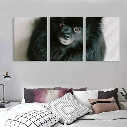 3pcs Pomeranian Black Dog Staring Forward   Wall Art Set Canvas Framed 40x60cm - High Quality Print 100% Australian Made Wall Canvas Ready to Hang