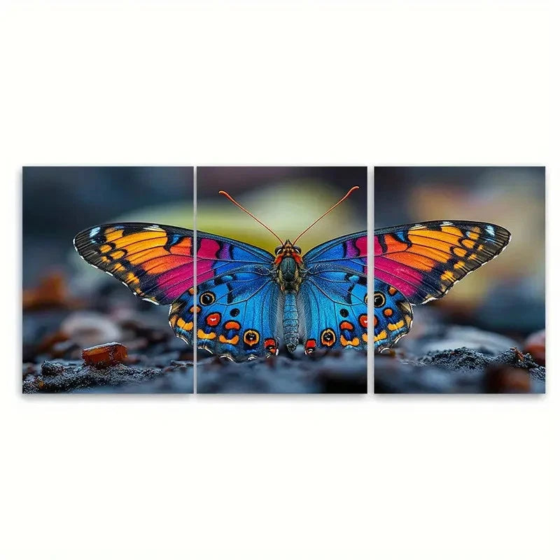 3pcs Colorful Butterfly Macro OI Wall Art Set Canvas Framed 50x70cm - High Quality Print 100% Australian Made Wall Canvas Ready to Hang - Bella Home Decor