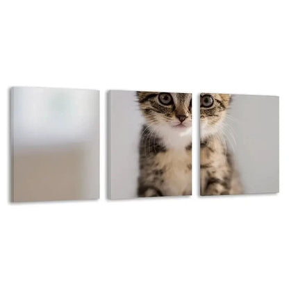 3pcs Modern Tabby Kitten Art Wall Art Set Canvas Framed 40x60cm - High Quality Print 100% Australian Made Wall Canvas Ready to Hang