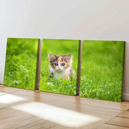 3pcs Cute Small Kitten In Grass Portrait Wall Art Canvas Unframed - High Quality Print 100% Australian Made Wall Canvas - Bella Home Decor