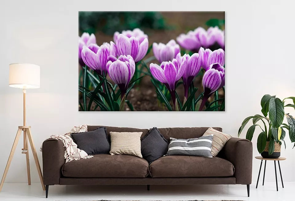 Purple Crocus Flowers In Spring  Wall Art Decor 100% Australian Made - Bella Home Decor