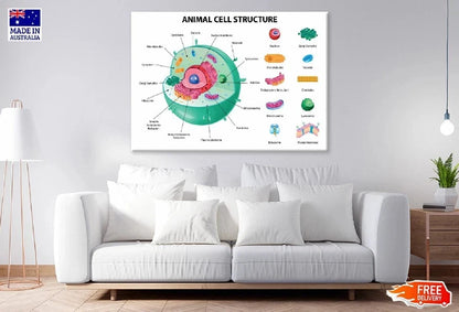 NEW (LAMINATED) Animal Cell Anatomy (61X91CM) SCIENCE CHART PICTURE PRINT