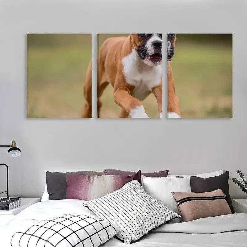 3pcs Brown & White Boxer Puppy on Grass Running  Wall Art Set  Canvas Framed 50x70cm - High Quality Print 100% Australian Made Wall Canvas Ready to Hang - Bella Home Decor