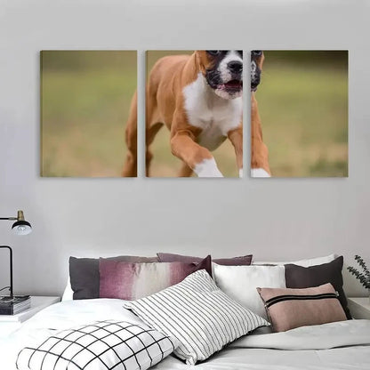 3pcs Brown & White Boxer Puppy on Grass Running  Wall Art Set  Canvas Framed 50x70cm - High Quality Print 100% Australian Made Wall Canvas Ready to Hang - Bella Home Decor