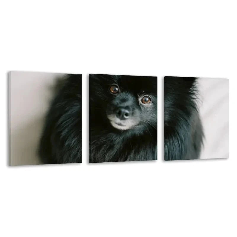 3pcs Pomeranian Black Dog Staring Forward   Wall Art Set Canvas Framed 50x70cm - High Quality Print 100% Australian Made Wall Canvas Ready to Hang