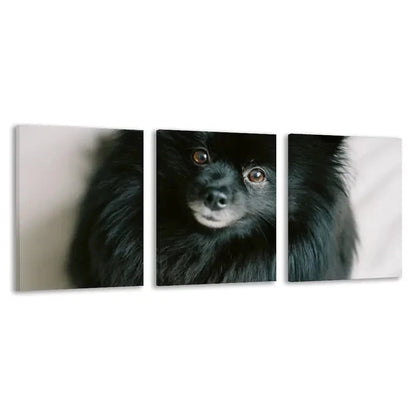 3pcs Pomeranian Black Dog Staring Forward   Wall Art Set Canvas Framed 50x70cm - High Quality Print 100% Australian Made Wall Canvas Ready to Hang