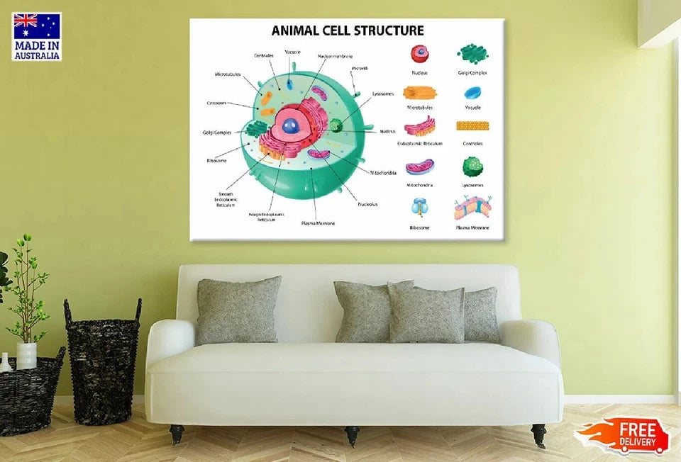 NEW (LAMINATED) Animal Cell Anatomy (61X91CM) SCIENCE CHART PICTURE PRINT