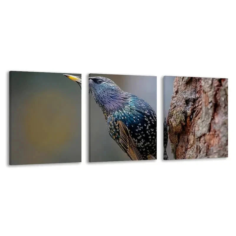 3pcs Sturnus vulgaris photo of a starling   Wall Art Set Canvas Framed 40x60cm - High Quality Print 100% Australian Made Wall Canvas Ready to Hang