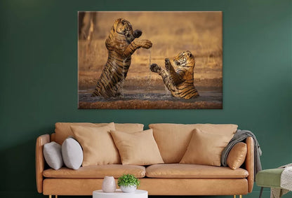 Tiger Walking During Golden Light  Wall Art Decor 100% Australian Made - Bella Home Decor