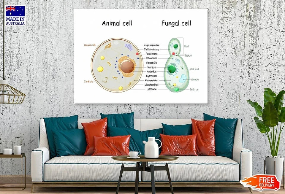 NEW (LAMINATED) Animal Cell & Fungal Cell (61X91CM) SCIENCE CHART PICTURE PRINT