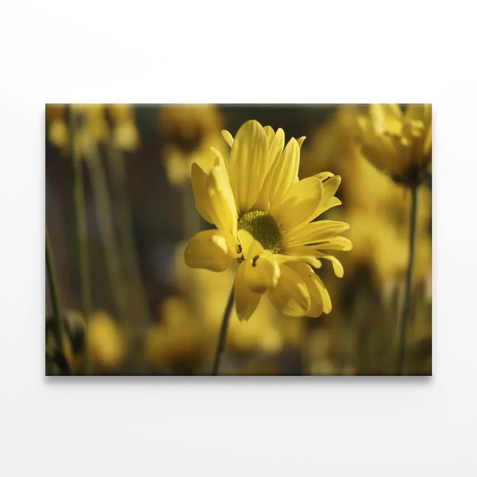 Golden Hues Of Yellow Flowers Wall Art Decor 100% Australian Made - Bella Home Decor