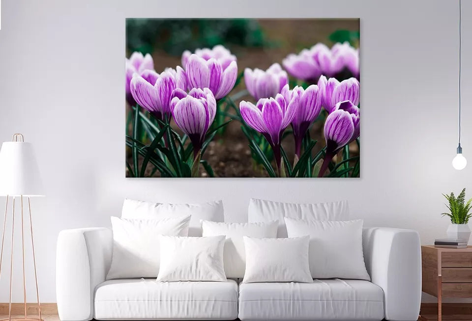Purple Crocus Flowers In Spring  Wall Art Decor 100% Australian Made - Bella Home Decor