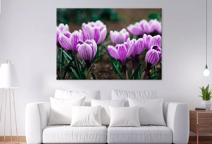 Purple Crocus Flowers In Spring  Wall Art Decor 100% Australian Made - Bella Home Decor