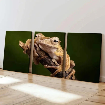 3pcs Tree Frog Lying On A Branch Print Wall Art Set Canvas Framed 40x60cm - High Quality Print 100% Australian Made Wall Canvas Ready to Hang - Bella Home Decor