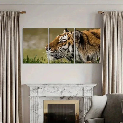 3pcs Tiger on a Grassland Decoration Wall Art Set Canvas Framed 50x70cm - High Quality Print 100% Australian Made Wall Canvas Ready to Hang