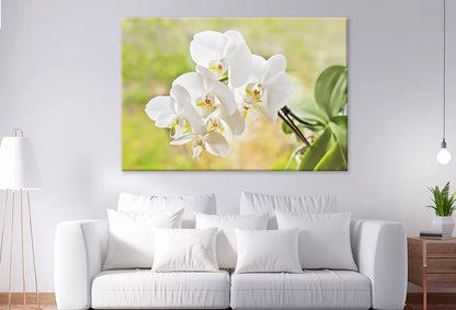Elegant White Orchid FlowersWall Art Decor 100% Australian Made - Bella Home Decor