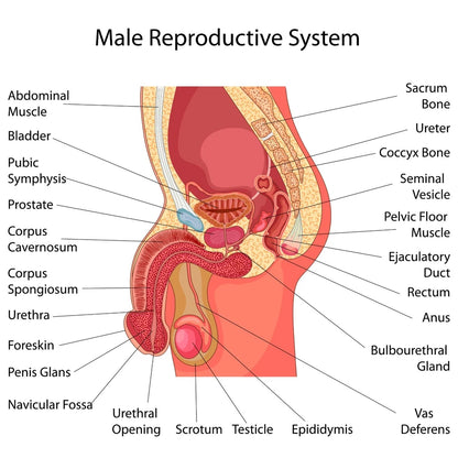 NEW (LAMINATED) MALE REPRODUCTIVE PART (61X91CM) EDUCATIONAL CHART PICTURE PRINT