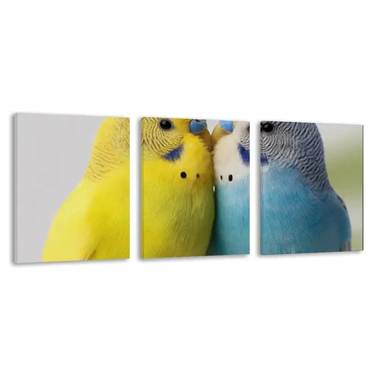 3pcs Two colorful Budgerigars against a white Wall Art Set Canvas Framed 60x90cm - High Quality Print 100% Australian Made Wall Canvas Ready to Hang