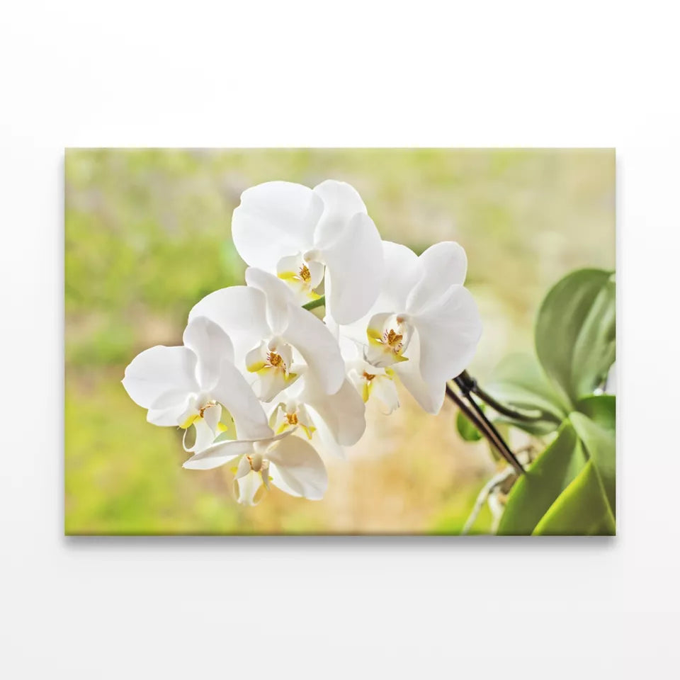 Elegant White Orchid FlowersWall Art Decor 100% Australian Made - Bella Home Decor