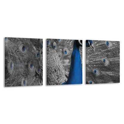 3pcs Blue peacock with its feathers spread out Wall Art Set Canvas Framed 50x70cm - High Quality Print 100% Australian Made Wall Canvas Ready to Hang - Bella Home Decor