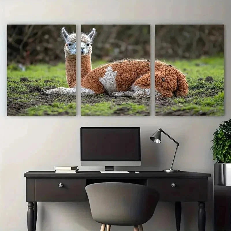 3pcs Resting Alpaca Brown White Spotted Perfect Wall Art Set Canvas Framed 50x70cm - High Quality Print 100% Australian Made Wall Canvas Ready to Hang