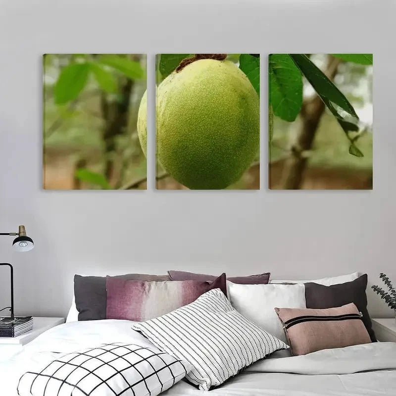 3pcs Nature's Raw Mango On The Tree Wall Art Set Canvas Framed 40x60cm - High Quality Print 100% Australian Made Wall Canvas Ready to Hang