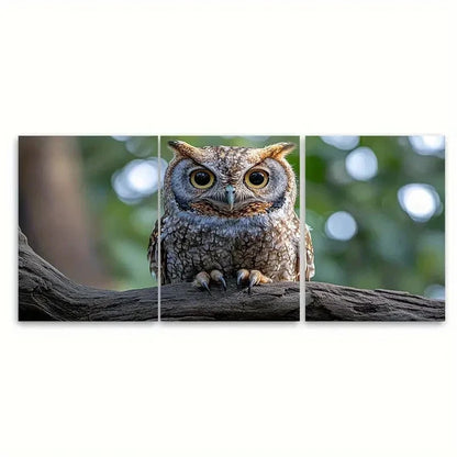 3pcs Realistic Eastern Screech Owl RK Wall Art Set Canvas Framed 50x70cm - High Quality Print 100% Australian Made Wall Canvas Ready to Hang