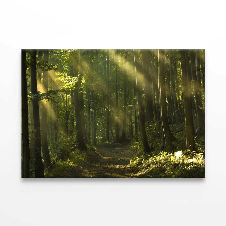 Beams Of Sunlight And Trees Wall Art Decor 100% Australian Made - Bella Home Decor